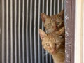 Twin cats Royalty Free Stock Photo