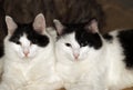 Twin cats. Royalty Free Stock Photo