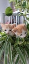 Twin cats in home is verry pretty