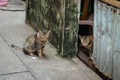 Twin cats looking ferocious