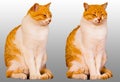 Twin cats on neutral background. Royalty Free Stock Photo