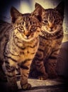 Twin Cats