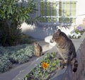 Twin cats in sunlight Royalty Free Stock Photo