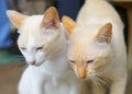 Twin cats Royalty Free Stock Photo