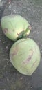 Twin coconat fruit Royalty Free Stock Photo