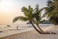 Twin coconut trees on Klong Chao Beach on Koh Kood