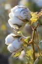 Cotton Plant with a Twin Bolls