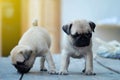 Twin cute light brown Pug puppies standing on wooden table.