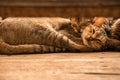 The twin cuties cat sleeping. Royalty Free Stock Photo