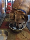 Twin Dogs Drinking Water Together