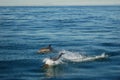 Twin Dolphins Jumping Royalty Free Stock Photo