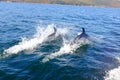 Twin Dolphins Jumping