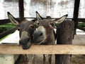 Twin donkey stand and smile beside in corral