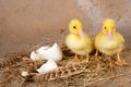Twin ducklings Royalty Free Stock Photo