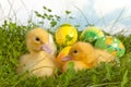 Twin ducklings with easter eggs Royalty Free Stock Photo