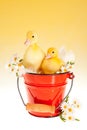 Twin easter ducklings in a bucket