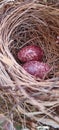 Twin egg on nest last june 2024 Royalty Free Stock Photo