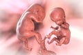 Twin embryos in early fetal period, 3D illustration