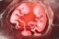Twin embryos inside female uterus, 3D illustration Royalty Free Stock Photo