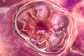 Twin embryos inside female uterus, 3D illustration