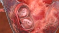 Twin embryos inside female uterus, 3D illustration Royalty Free Stock Photo