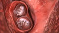 Twin embryos inside female uterus, 3D illustration Royalty Free Stock Photo