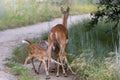 Twin fawns aggressively nursing from their mother on trail