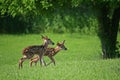 twin fawns,looking for mom 2