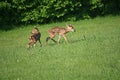 Twin fawns,looking for mother