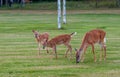 Twin Fawns with Mother Royalty Free Stock Photo