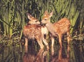 Twin fawns nuzzling each other in a pond surrounded by reeds at