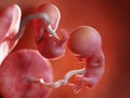 twin fetuses - week 11
