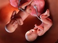 Twin fetuses - week 40 Royalty Free Stock Photo