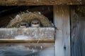 Twin Fledgling Birds Nestled in Cozy Nest, Hidden Retreat