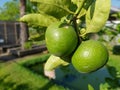 Fresh green lime in garden