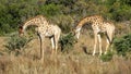 Twin giraffes