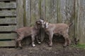 Twin goats showing love to each other in front of perfectly aged, rustic wood barn wall.