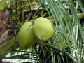 Twin green coconuts have grown in a tree in our garden