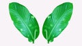 Twin green leaves with sunlight isolated on white background for illustration or other design with clipping path