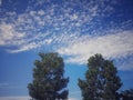 twin green trees under a very bright blue sky