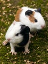 Twin guinea pigs