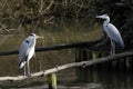 Twin Herons Royalty Free Stock Photo