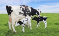 Twin Holstein calves with mom on pasture on a summer day Royalty Free Stock Photo