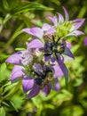 Twin Honey Bees  on Spotted Beebalm Blossoms Royalty Free Stock Photo