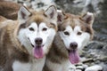 Twin huskies Royalty Free Stock Photo