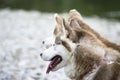 Twin huskies Royalty Free Stock Photo