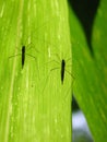 Twin insects