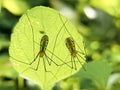 Twin insects on green leaf