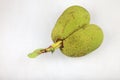 Twin Jack fruits isolated Royalty Free Stock Photo