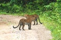 Twin of Juvenile Leopards Panthera pardus beautiful camouflage wild cats standing strong together on gravel road in Keang